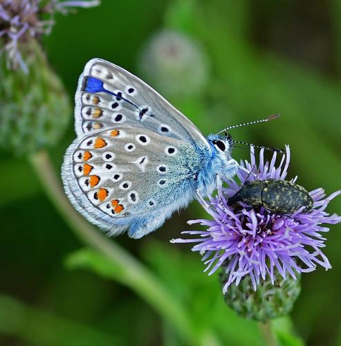 Polyommatus icarus